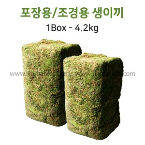 생이끼 A급(1box/4.2kg)